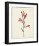 Watercolor Botanical Sketches XII-0 Unknown-Framed Art Print