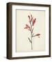 Watercolor Botanical Sketches XII-0 Unknown-Framed Art Print