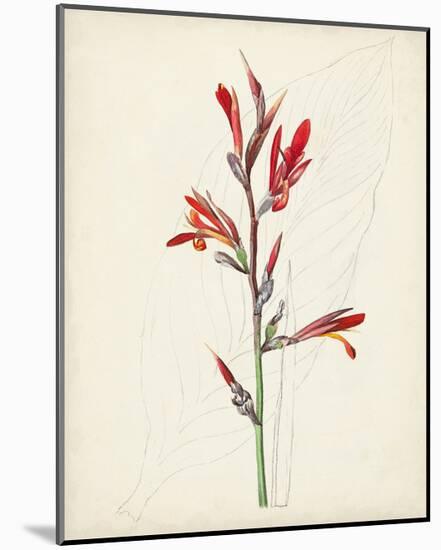 Watercolor Botanical Sketches XII-0 Unknown-Mounted Art Print