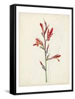 Watercolor Botanical Sketches XII-0 Unknown-Framed Stretched Canvas