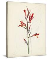 Watercolor Botanical Sketches XII-0 Unknown-Stretched Canvas