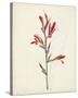 Watercolor Botanical Sketches XII-0 Unknown-Stretched Canvas