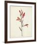 Watercolor Botanical Sketches XII-0 Unknown-Framed Art Print