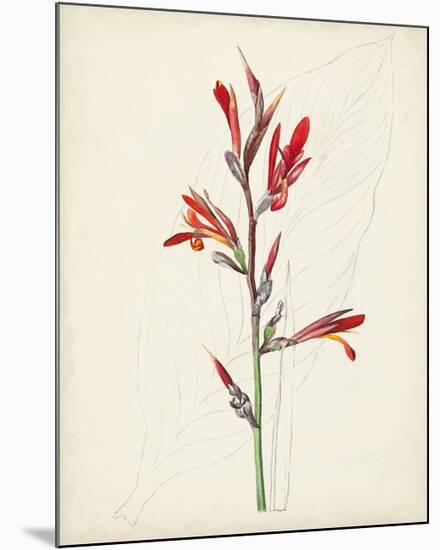Watercolor Botanical Sketches XII-0 Unknown-Mounted Art Print