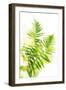 Watercolor Botanicals 3-THE Studio-Framed Giclee Print