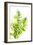 Watercolor Botanicals 3-THE Studio-Framed Premium Giclee Print