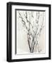 Watercolor Branches II-Samuel Dixon-Framed Art Print