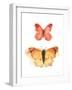 Watercolor Butterflies IV-Shirley Novak-Framed Art Print