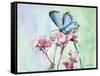 Watercolor Butterfly I-LuAnn Roberto-Framed Stretched Canvas