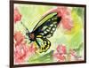 Watercolor Butterfly II-LuAnn Roberto-Framed Art Print