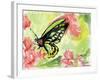 Watercolor Butterfly II-LuAnn Roberto-Framed Art Print