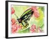 Watercolor Butterfly II-LuAnn Roberto-Framed Art Print