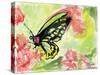 Watercolor Butterfly II-LuAnn Roberto-Stretched Canvas