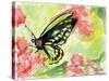 Watercolor Butterfly II-LuAnn Roberto-Stretched Canvas