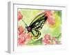 Watercolor Butterfly II-LuAnn Roberto-Framed Art Print