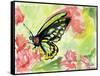 Watercolor Butterfly II-LuAnn Roberto-Framed Stretched Canvas