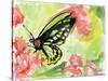 Watercolor Butterfly II-LuAnn Roberto-Stretched Canvas