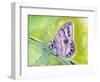 Watercolor Butterfly IV-LuAnn Roberto-Framed Art Print