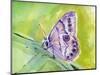 Watercolor Butterfly IV-LuAnn Roberto-Mounted Art Print