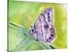 Watercolor Butterfly IV-LuAnn Roberto-Stretched Canvas