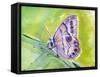 Watercolor Butterfly IV-LuAnn Roberto-Framed Stretched Canvas