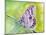 Watercolor Butterfly IV-LuAnn Roberto-Mounted Art Print