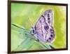 Watercolor Butterfly IV-LuAnn Roberto-Framed Art Print