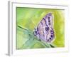 Watercolor Butterfly IV-LuAnn Roberto-Framed Art Print