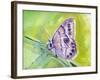 Watercolor Butterfly IV-LuAnn Roberto-Framed Art Print