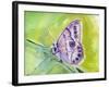 Watercolor Butterfly IV-LuAnn Roberto-Framed Art Print