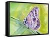 Watercolor Butterfly IV-LuAnn Roberto-Framed Stretched Canvas