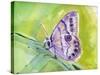 Watercolor Butterfly IV-LuAnn Roberto-Stretched Canvas