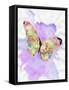 Watercolor Butterfly-Sheldon Lewis-Framed Stretched Canvas