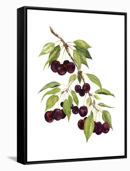 Watercolor Cherries-Michael Willett-Framed Stretched Canvas
