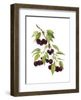 Watercolor Cherries-Michael Willett-Framed Art Print