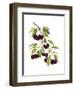 Watercolor Cherries-Michael Willett-Framed Art Print