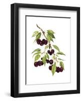 Watercolor Cherries-Michael Willett-Framed Art Print