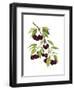 Watercolor Cherries-Michael Willett-Framed Art Print