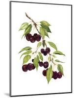Watercolor Cherries-Michael Willett-Mounted Art Print