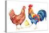 Watercolor Chicken Family - Hen Rooster Chicken. Hand Painted Illustration-tanycya-Stretched Canvas