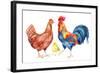 Watercolor Chicken Family - Hen Rooster Chicken. Hand Painted Illustration-tanycya-Framed Art Print