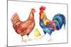 Watercolor Chicken Family - Hen Rooster Chicken. Hand Painted Illustration-tanycya-Mounted Art Print