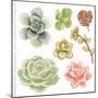 Watercolor Collection of Succulents for Your Design, Hand-Drawn Illustration.-Nikiparonak-Mounted Art Print