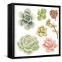 Watercolor Collection of Succulents for Your Design, Hand-Drawn Illustration.-Nikiparonak-Framed Stretched Canvas