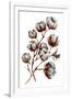 Watercolor Cotton Plant Isolated on White. Drawing of Cotton Bolls. Rustic Floral Wedding Arrangeme-Inna Sinano-Framed Art Print