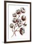 Watercolor Cotton Plant Isolated on White. Drawing of Cotton Bolls. Rustic Floral Wedding Arrangeme-Inna Sinano-Framed Art Print