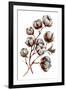 Watercolor Cotton Plant Isolated on White. Drawing of Cotton Bolls. Rustic Floral Wedding Arrangeme-Inna Sinano-Framed Art Print