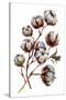 Watercolor Cotton Plant Isolated on White. Drawing of Cotton Bolls. Rustic Floral Wedding Arrangeme-Inna Sinano-Stretched Canvas