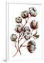 Watercolor Cotton Plant Isolated on White. Drawing of Cotton Bolls. Rustic Floral Wedding Arrangeme-Inna Sinano-Framed Art Print