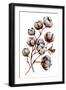 Watercolor Cotton Plant Isolated on White. Drawing of Cotton Bolls. Rustic Floral Wedding Arrangeme-Inna Sinano-Framed Art Print